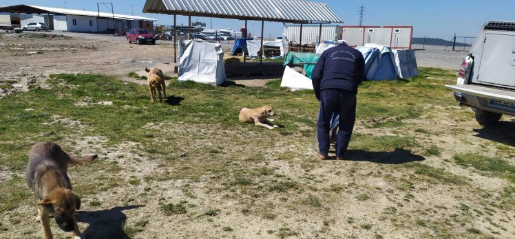 Belediye sokak hayvanlarını unutmadı