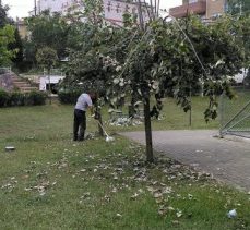 Ihlamur Ağaçlarına Zarar Vermeyin