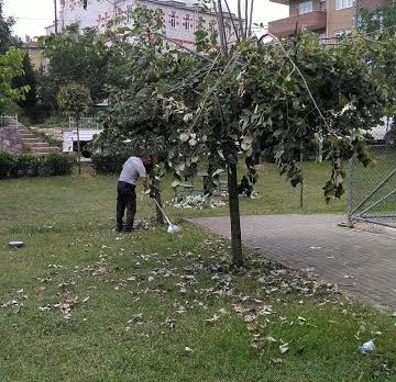 Ihlamur Ağaçlarına Zarar Vermeyin