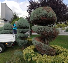 İzmit Anıtpark’ta Form Budaması Yapılıyor