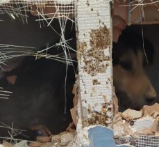 APARTMAN BOŞLUĞUNA DÜŞEN KÖPEĞİ İTFAİYE KURTARDI