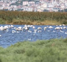 GÖÇMEN KUŞLAR KÖRFEZ’DE MOLA VERDİ