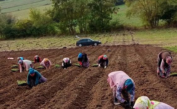 BİBERİYE FİDELERİ TOPRAKLA BULUŞMAYA DEVAM EDİYOR