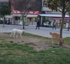 KENT MEYDANI KÖTÜ KOKUYOR