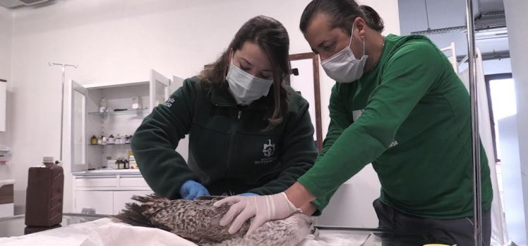 Yaralı martı Ormanya’da tedavi altına alındı