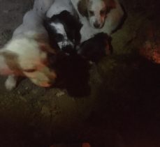 YAVRU KÖPEKLERİ PARÇALADILAR!