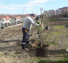 Değirmendere kestanelik alanı ağaçlandırıldı