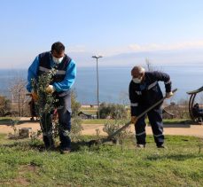 Yeşil alanlara 15 yılda 100 Bin zeytin fidanı