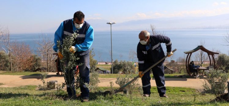 Yeşil alanlara 15 yılda 100 Bin zeytin fidanı