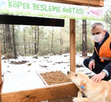 Çayırova’da sokak hayvanları yalnız değil