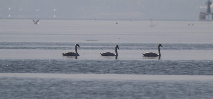 Flamingoların ardından kuğular da İzmit Körfezi’nde