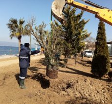 Karamürsel sahiline yeni fidanlar