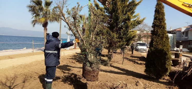 Karamürsel sahiline yeni fidanlar