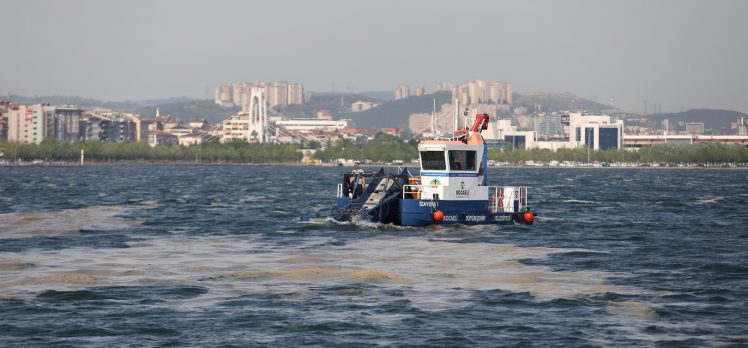 50 günde 150 ton deniz salyası toplandı