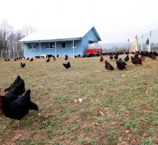 ‘’Büyükşehir’den çiftçilere yüzde 50 hibeli tavuk desteği’’