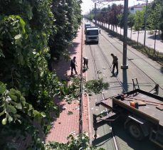 Tramvay hattına zarar verebilecek dallar budandı