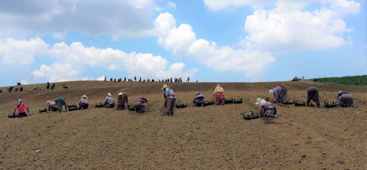 Büyükşehir 2,5 milyon biberiye fidesini Toprakla buluşturdu