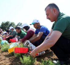 Kocaeli’de dikilen 2,6 milyon biberiyenin hasadına başlandı