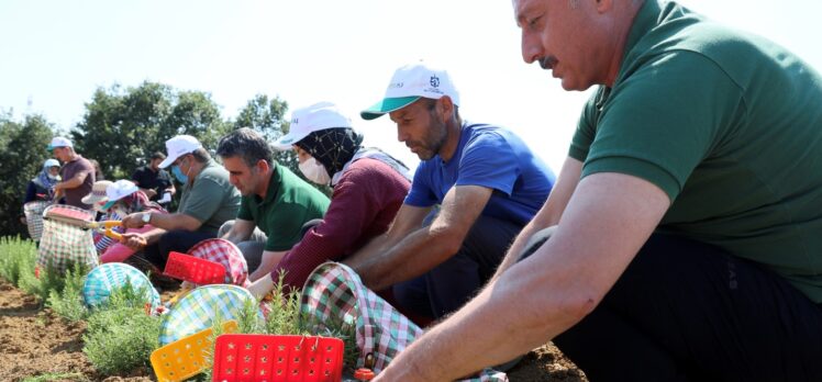 Kocaeli’de dikilen 2,6 milyon biberiyenin hasadına başlandı