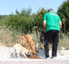 Kocaelinde Sokak hayvanlarına 100 ton mama