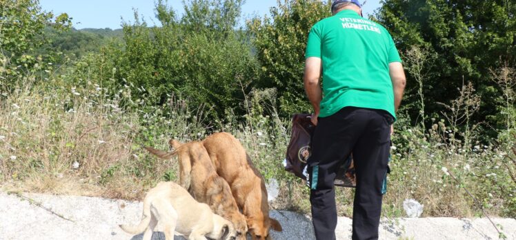 Kocaelinde Sokak hayvanlarına 100 ton mama