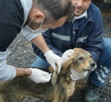 Çayırova’da sevimli dostlar aşılanıyor