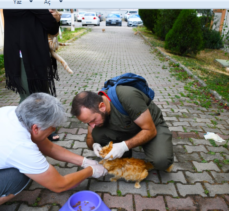 Çayırova’da sokak hayvanlarına aşı