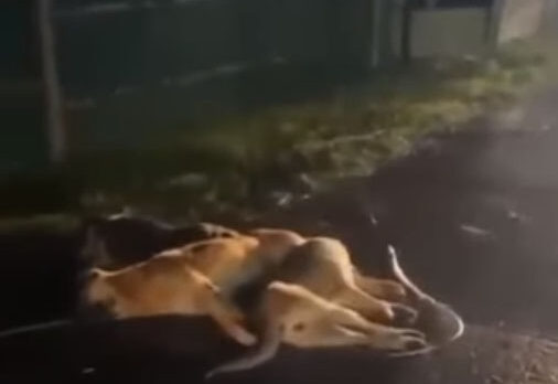 SEDAŞ’ın ihmali 3 köpeğin canına mal oldu…