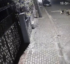 Darıca’da  sokak köpekleri kediyi parçaladı