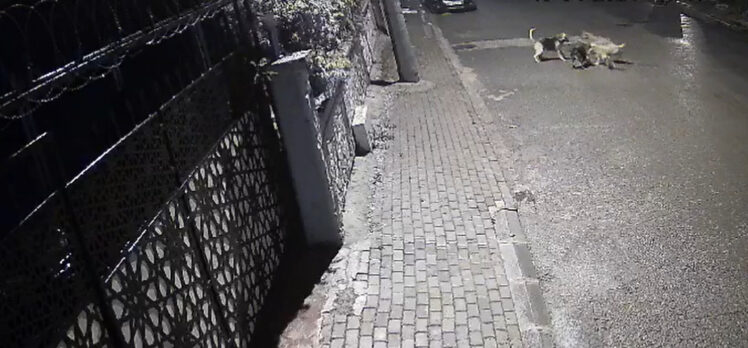 Darıca’da  sokak köpekleri kediyi parçaladı